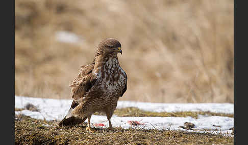 Mäusebussard (Buteo buteo)