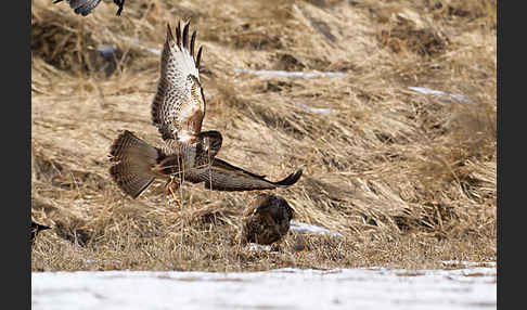 Mäusebussard (Buteo buteo)