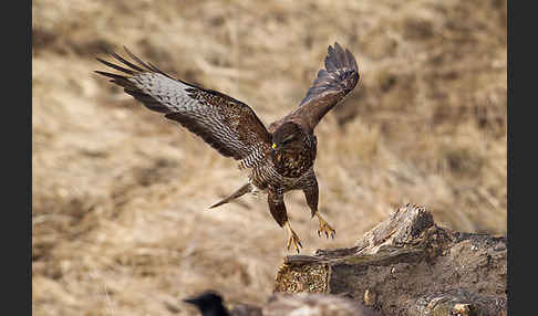 Mäusebussard (Buteo buteo)