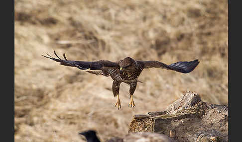 Mäusebussard (Buteo buteo)