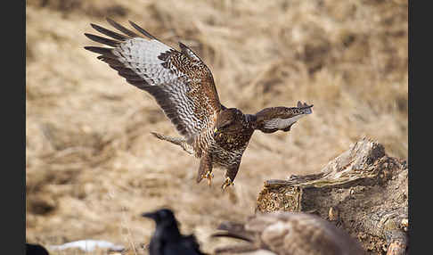 Mäusebussard (Buteo buteo)