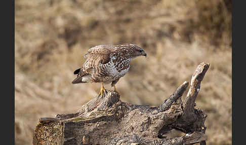 Mäusebussard (Buteo buteo)