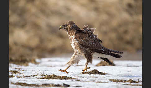 Mäusebussard (Buteo buteo)