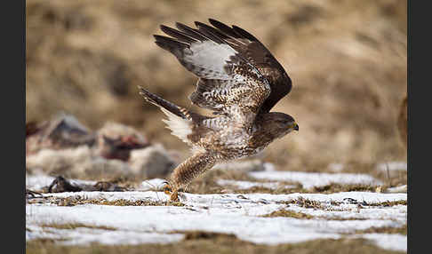 Mäusebussard (Buteo buteo)