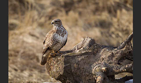 Mäusebussard (Buteo buteo)