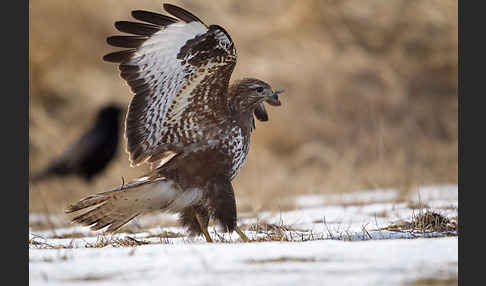 Mäusebussard (Buteo buteo)