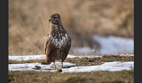 Mäusebussard (Buteo buteo)