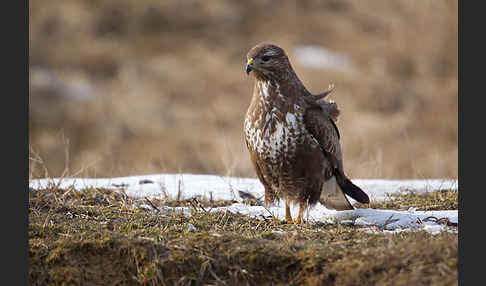 Mäusebussard (Buteo buteo)