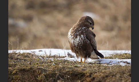 Mäusebussard (Buteo buteo)