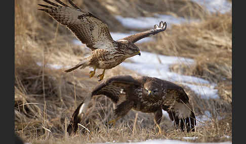 Mäusebussard (Buteo buteo)