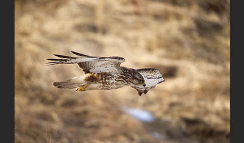 Mäusebussard (Buteo buteo)