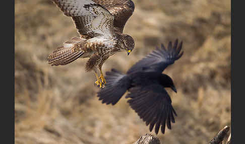 Mäusebussard (Buteo buteo)