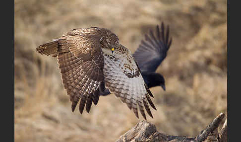 Mäusebussard (Buteo buteo)