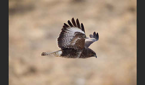 Mäusebussard (Buteo buteo)