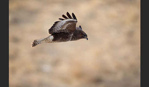 Mäusebussard (Buteo buteo)