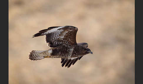 Mäusebussard (Buteo buteo)