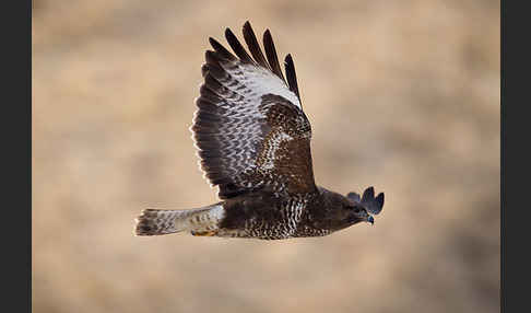 Mäusebussard (Buteo buteo)