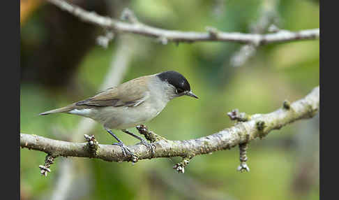 Mönchsgrasmücke (Sylvia atricapilla)