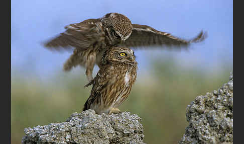 Steinkauz (Athene noctua)