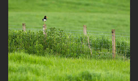 Austernfischer (Haematopus ostralegus)