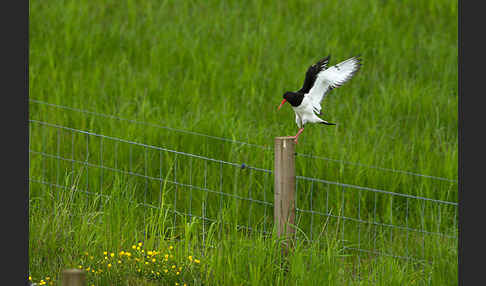 Austernfischer (Haematopus ostralegus)