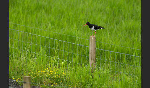 Austernfischer (Haematopus ostralegus)