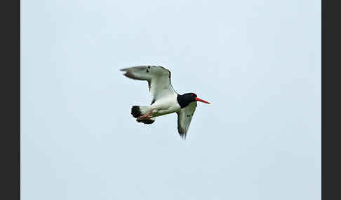 Austernfischer (Haematopus ostralegus)