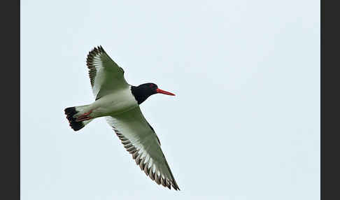 Austernfischer (Haematopus ostralegus)