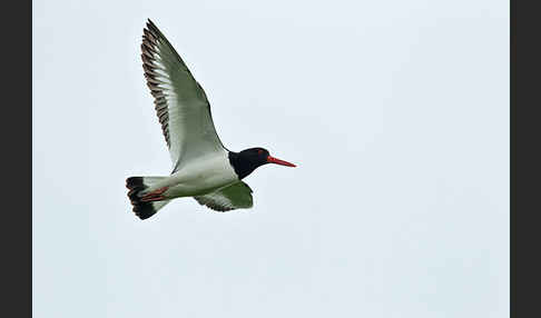 Austernfischer (Haematopus ostralegus)