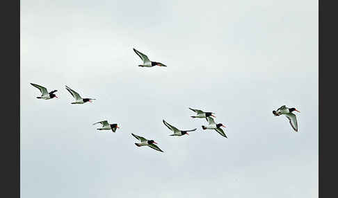 Austernfischer (Haematopus ostralegus)