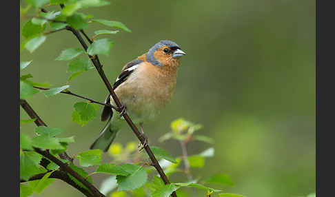 Buchfink (Fringilla coelebs)