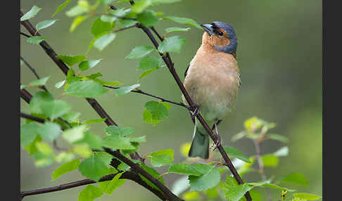 Buchfink (Fringilla coelebs)