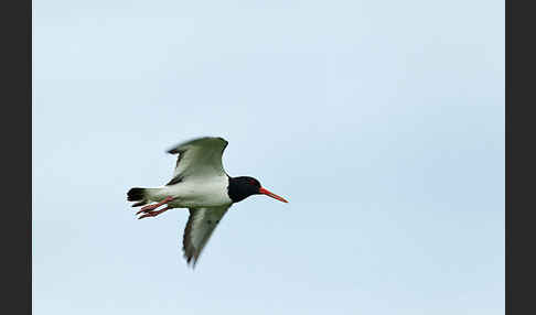 Austernfischer (Haematopus ostralegus)