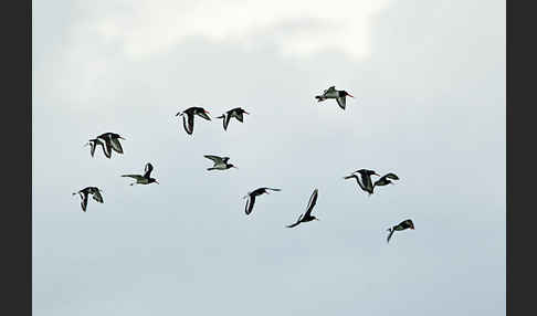 Austernfischer (Haematopus ostralegus)