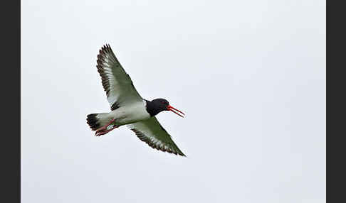 Austernfischer (Haematopus ostralegus)