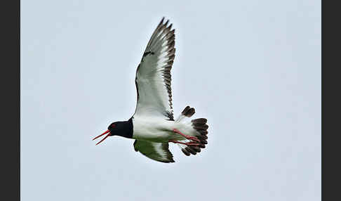 Austernfischer (Haematopus ostralegus)