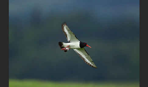 Austernfischer (Haematopus ostralegus)