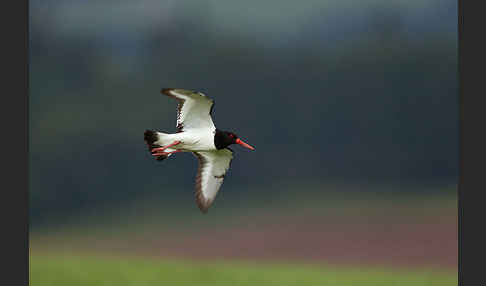 Austernfischer (Haematopus ostralegus)