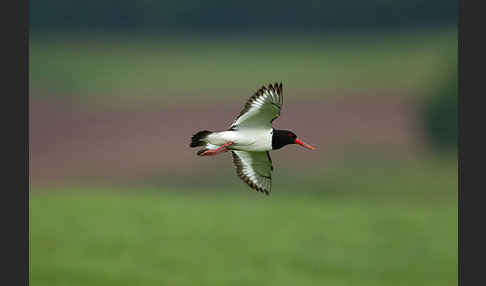 Austernfischer (Haematopus ostralegus)