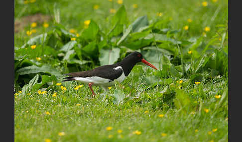 Austernfischer (Haematopus ostralegus)