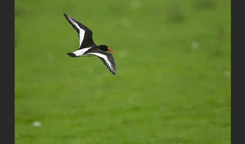 Austernfischer (Haematopus ostralegus)