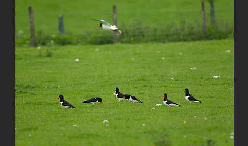 Austernfischer (Haematopus ostralegus)