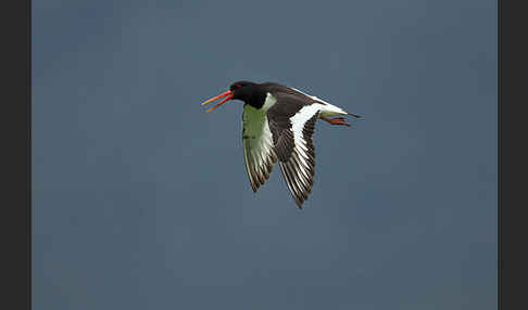 Austernfischer (Haematopus ostralegus)