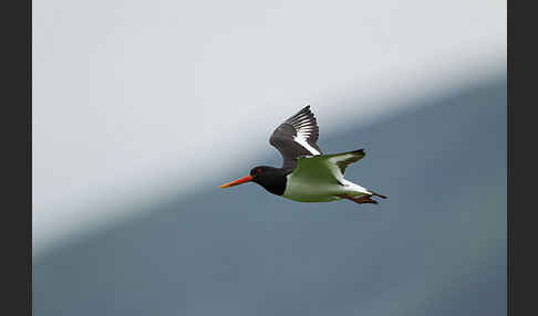 Austernfischer (Haematopus ostralegus)