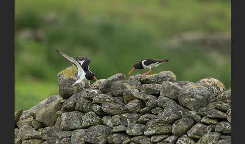 Austernfischer (Haematopus ostralegus)