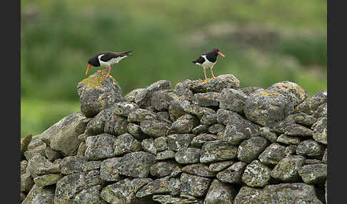 Austernfischer (Haematopus ostralegus)