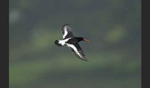 Austernfischer (Haematopus ostralegus)