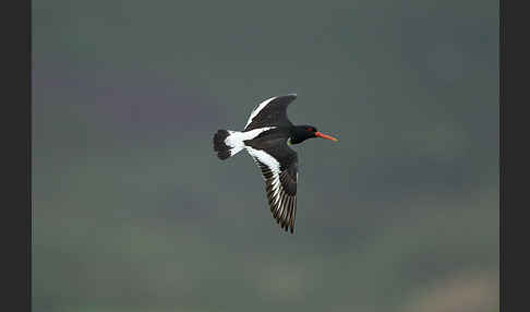 Austernfischer (Haematopus ostralegus)