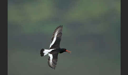 Austernfischer (Haematopus ostralegus)