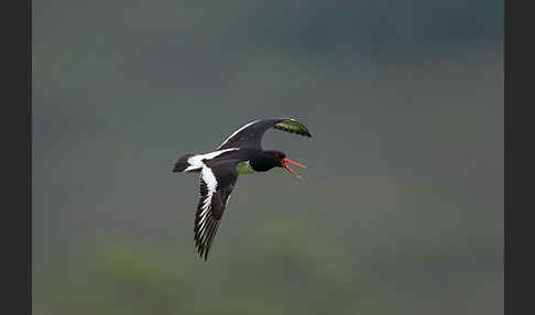 Austernfischer (Haematopus ostralegus)